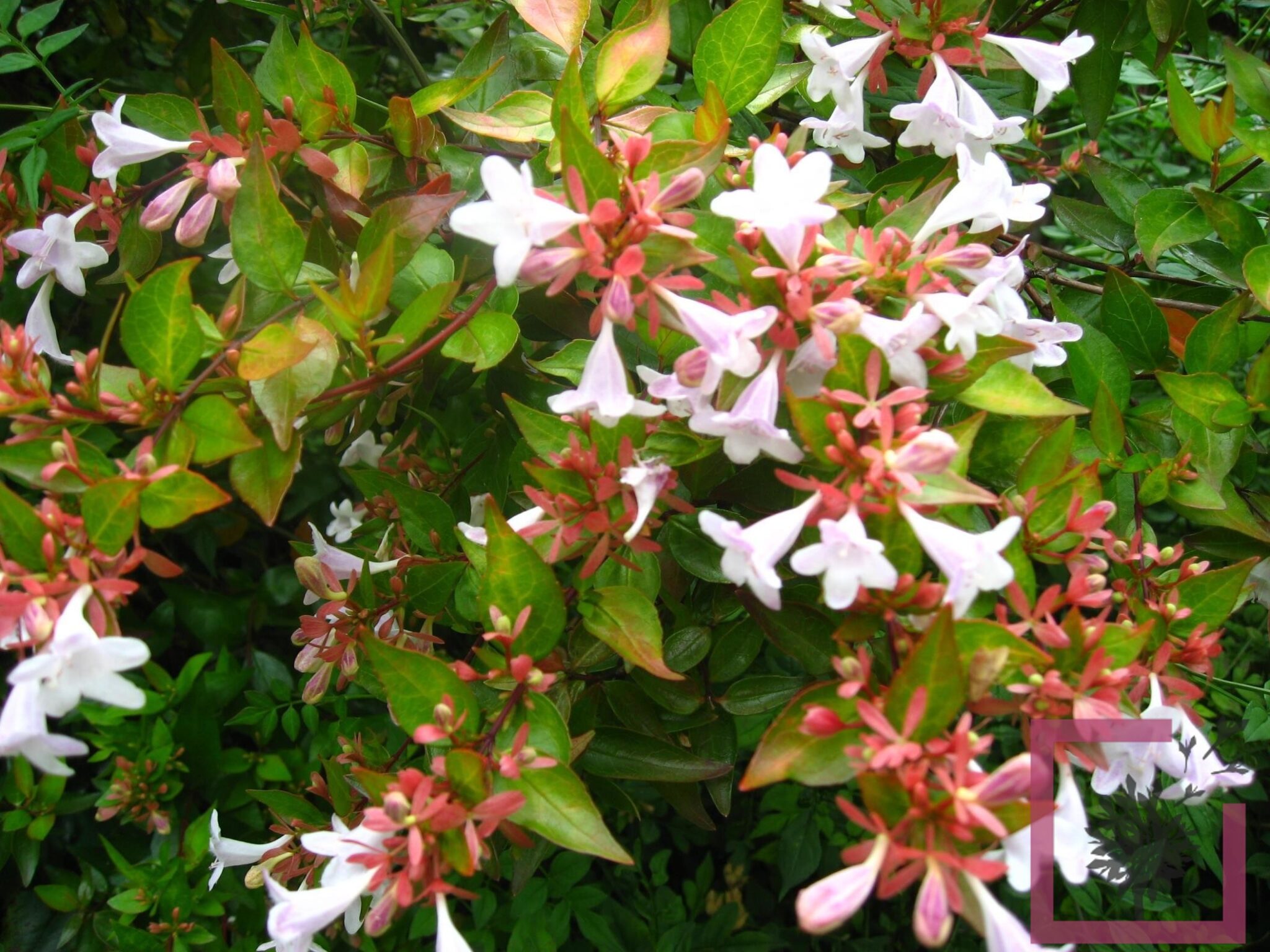 abelia plant outdoor growing tips for a beautiful garden