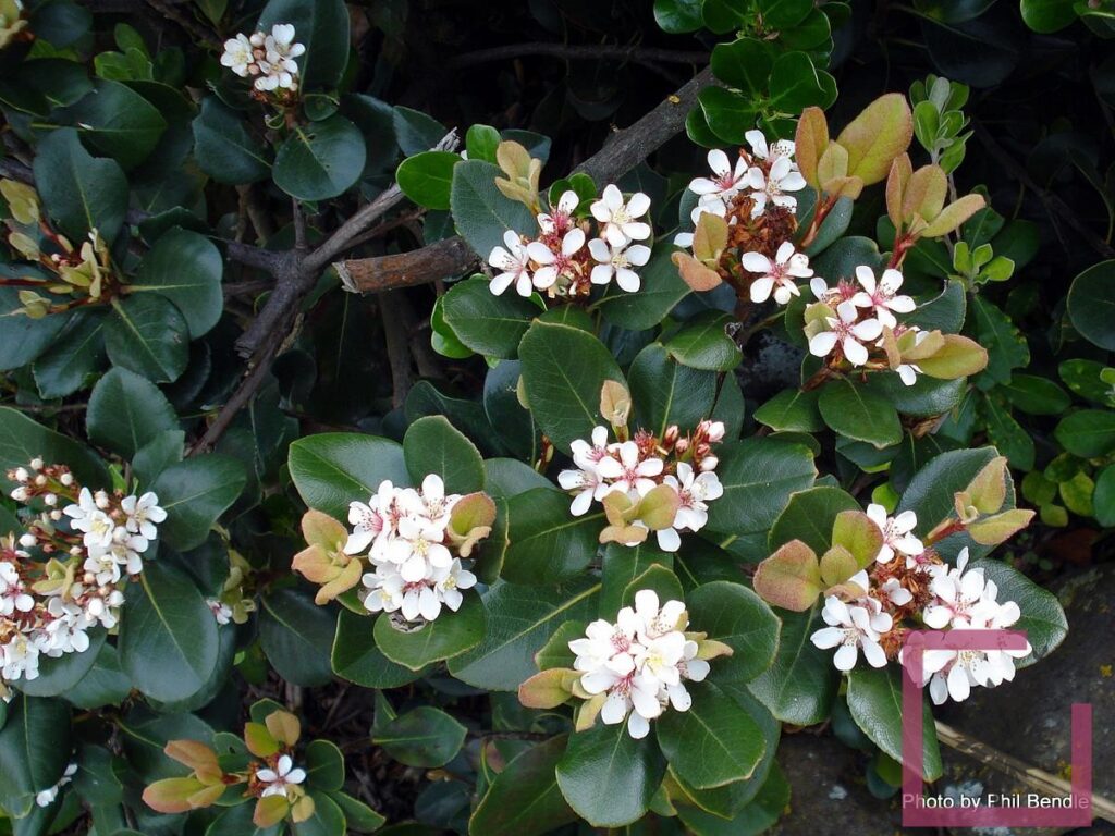 RHAPHIOLEPIS UMBELLATA CESP. - Vivai Marche