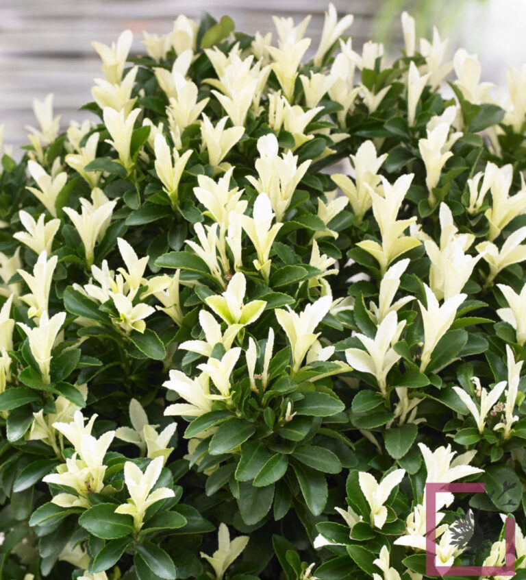 EUONYMUS JAPONICUS PALOMA BLANCA Â® "LANKVELD03" CESP. - Vivai Marche