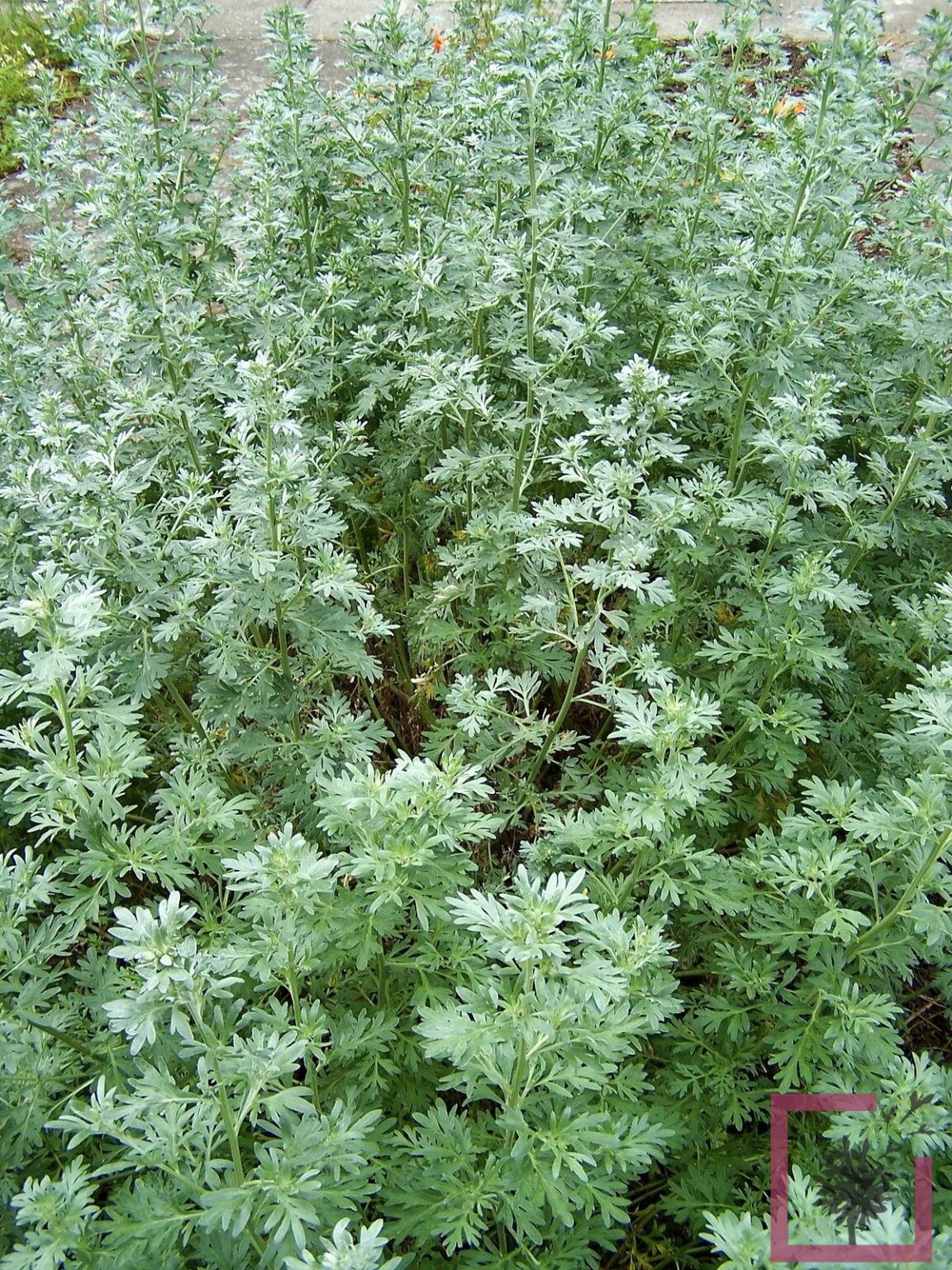 ARTEMISIA ABSINTHIUM Vivai Marche   44100552 1152x1536 