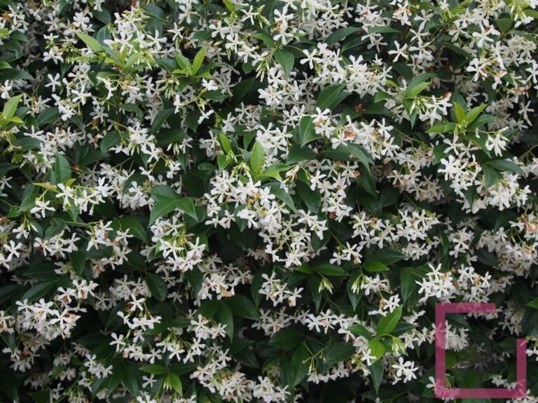 Rhyncospermum Jasminoides - Vivai Marche