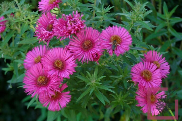 ASTER DUMOSUS JENNY ROSSO - Vivai Marche