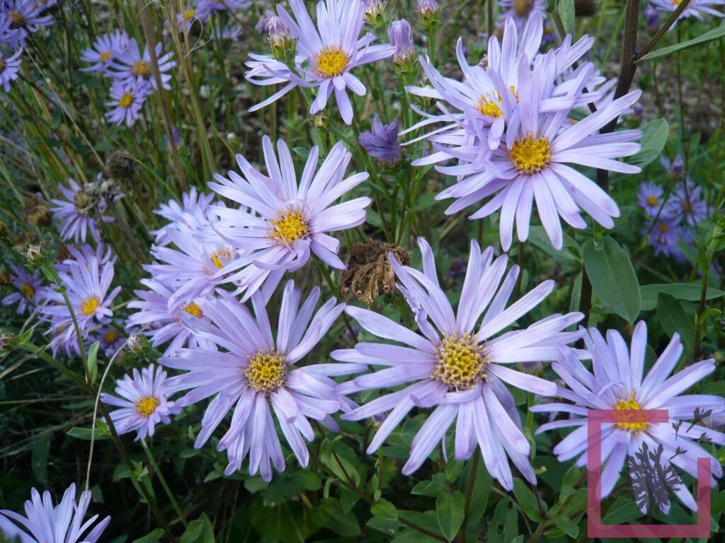 ASTER PYRENAEUS LUTETIA ROSA-CHIARO - Vivai Marche