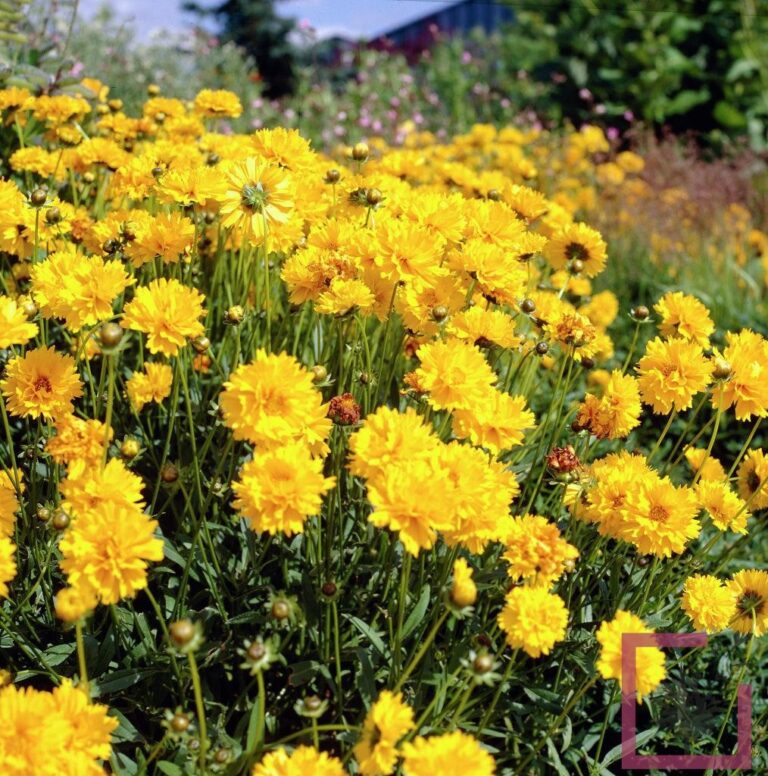 COREOPSIS GRANDIFLORA SUNRAY GIALLO-ORO - Vivai Marche