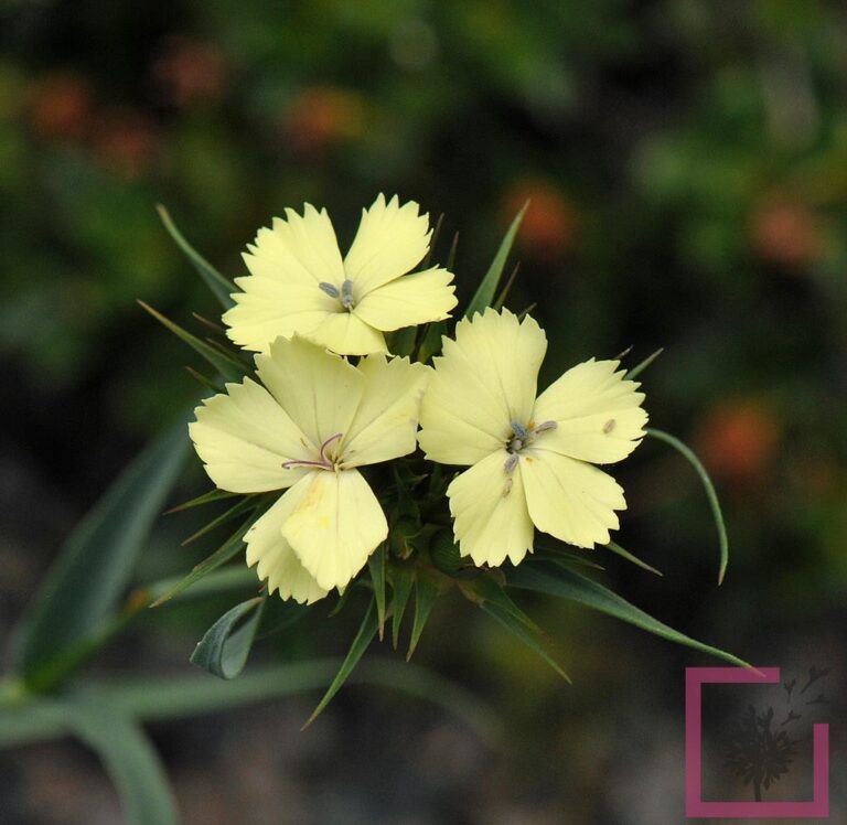 Dianthus Knappii Giallo Vivai Marche