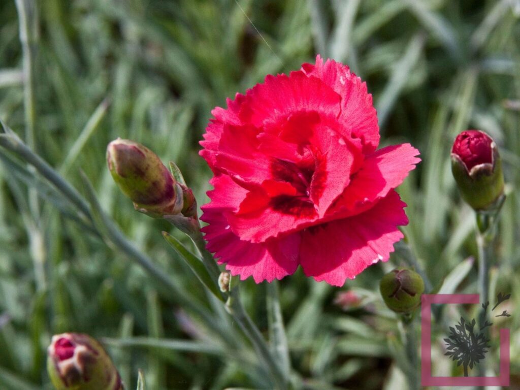 Dianthus Plumarius Munot Rosso - Vivai Marche