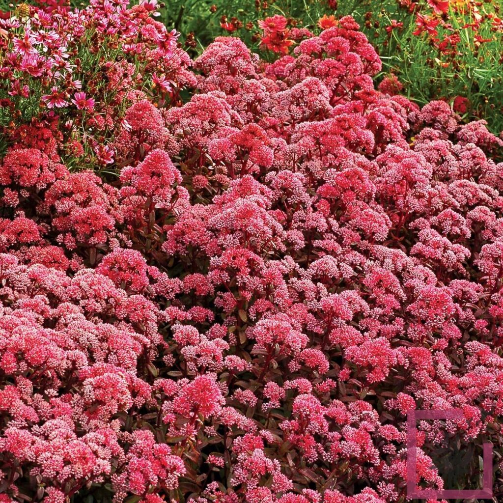 SEDUM HYB MUNSTEAD DARK RED ROSSO-MARRONE - Vivai Marche