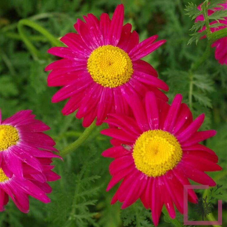 TANACETUM COCCINEUM ROBINSONS ROT ROSSO - Vivai Marche