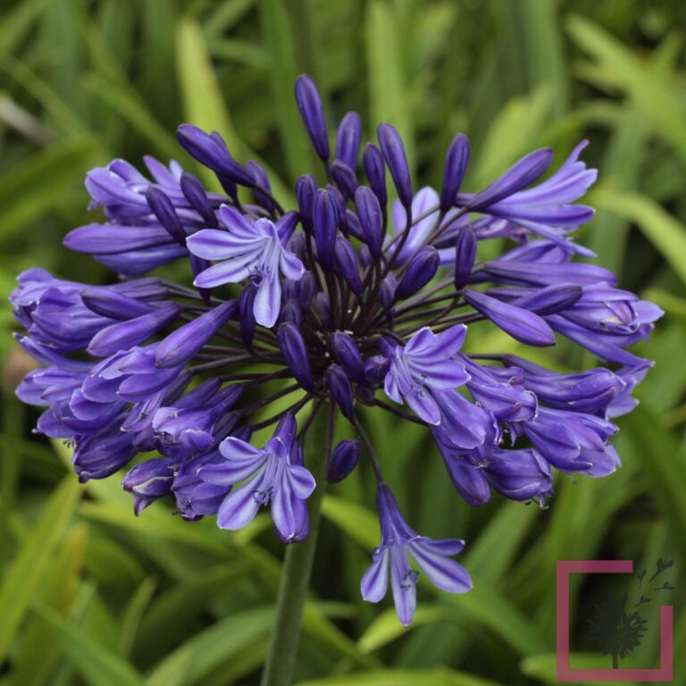 AGAPANTHUS NAVY BLUE MIDNIGHT STAR - Vivai Marche