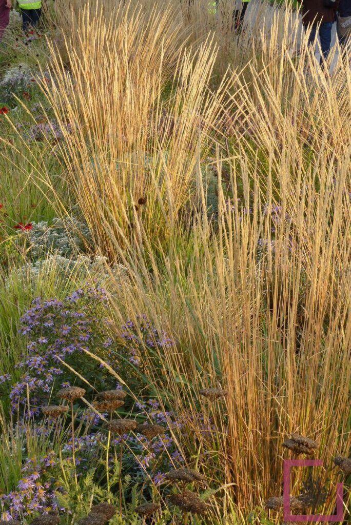 CALAMAGROSTIS ACUTIFLORA WALDENBUCH - Vivai Marche