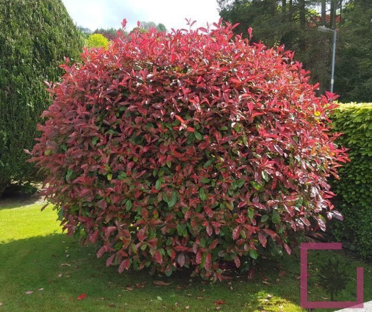 PHOTINIA X FRASERI RED ROBIN CARRE' ROUGE CESP. - Vivai Marche